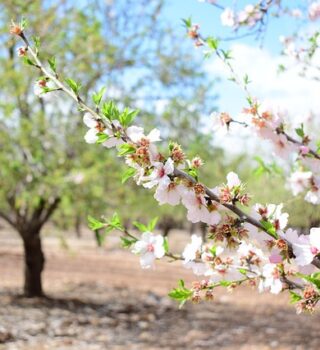 Almond Tree