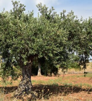 Olive Tree