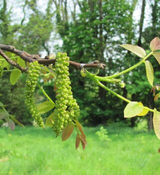 Walnut Tree Flower